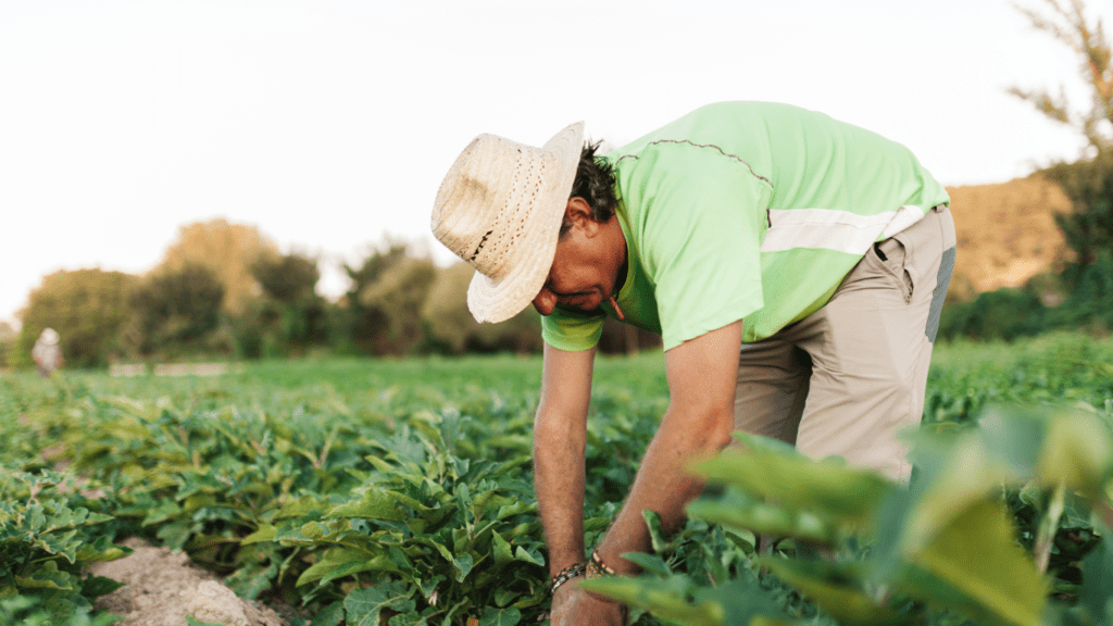 Produtor rural deve ser indenizado após contaminação de herbicida
